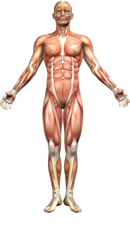 DAVE 3D Model